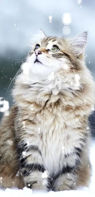 Fluffy cat sitting in falling snow, looking up.