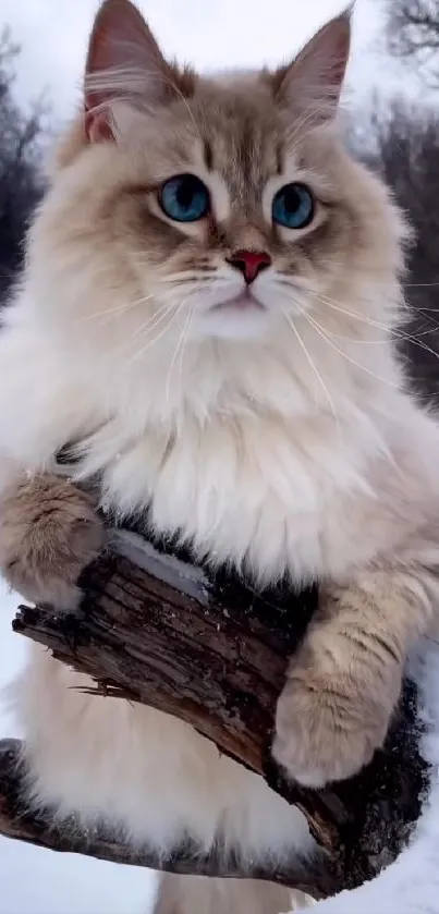 Fluffy cat perched on snowy branch in winter landscape.