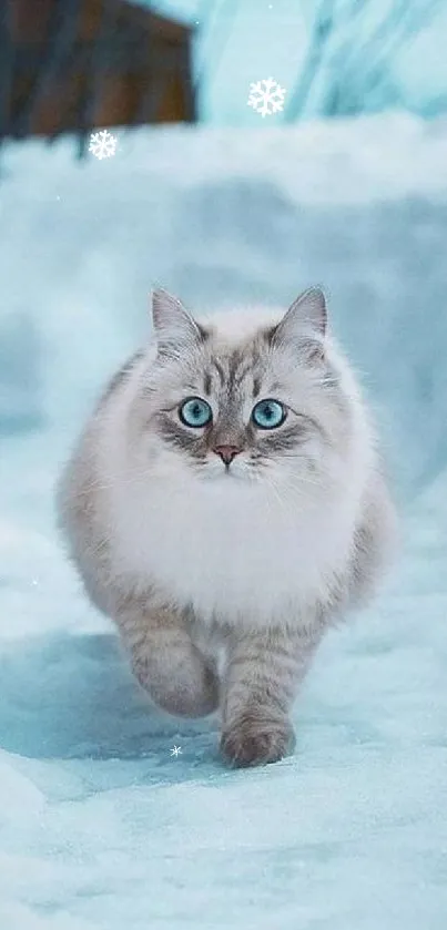 Fluffy cat with blue eyes walking in snowy winter landscape.