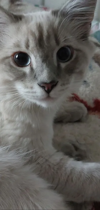 Fluffy gray cat lying comfortably on a soft blanket.