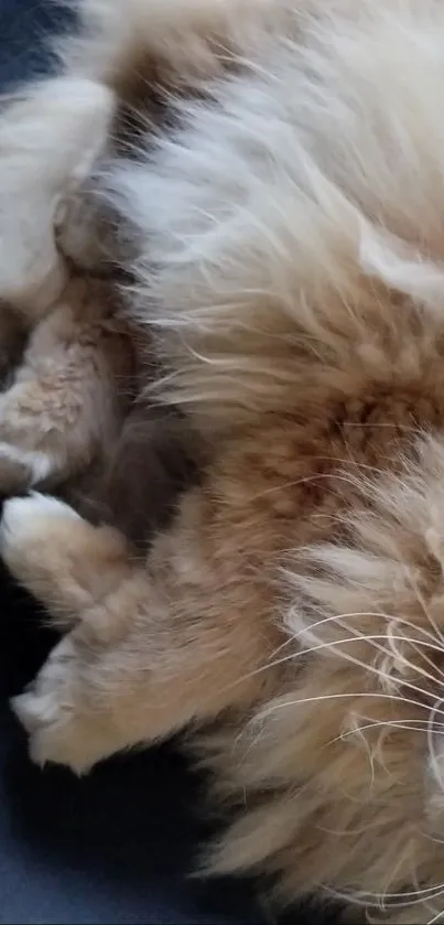 Fluffy cat resting on a dark surface, showcasing its soft fur.