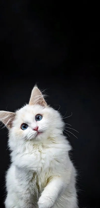 Fluffy white cat on black background wallpaper.