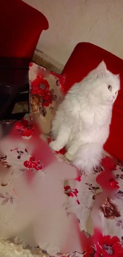 Fluffy white cat on a red floral sofa.