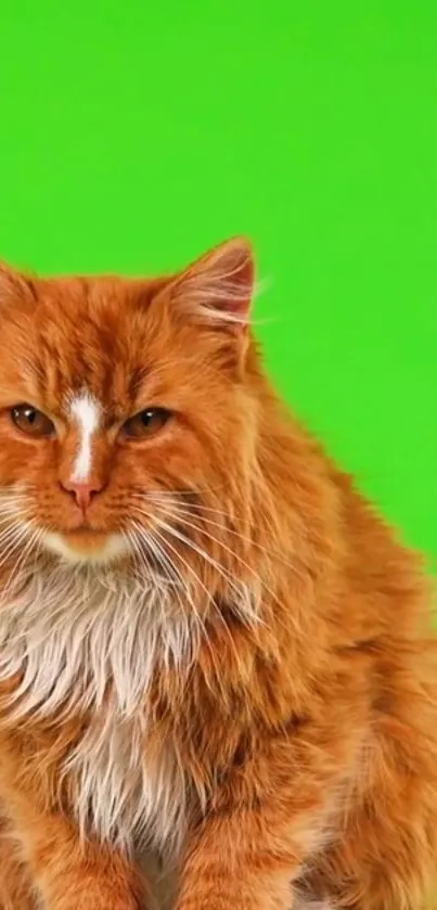 Fluffy ginger cat on a green background.