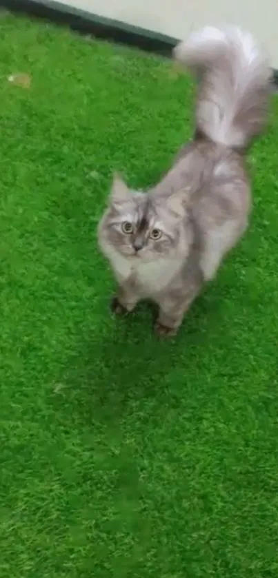 Fluffy cat standing on lush green grass.