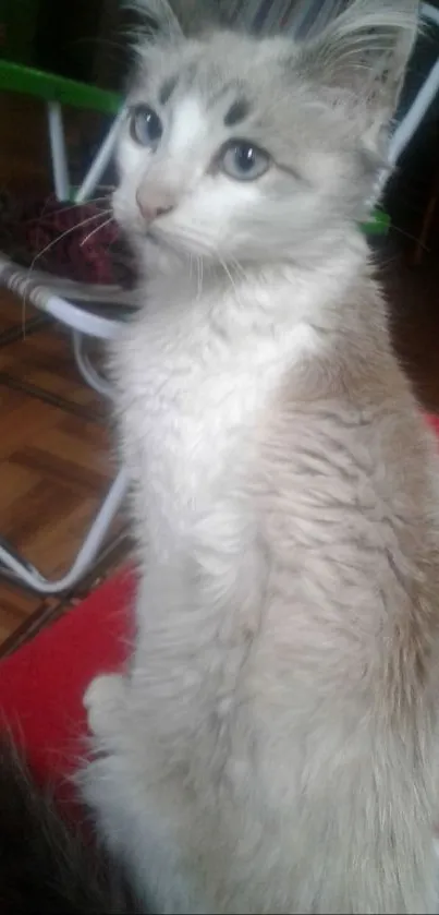 Majestic fluffy cat with blue eyes sitting on a red surface.