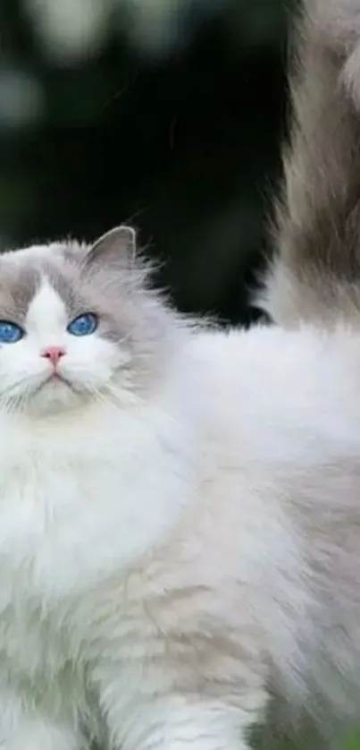 Fluffy white cat with striking blue eyes outdoors.