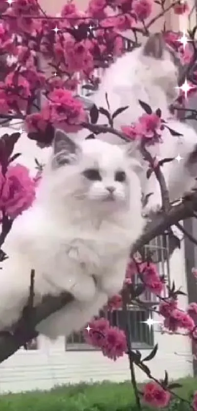 Fluffy white cats resting on cherry blossom branches with pink flowers.