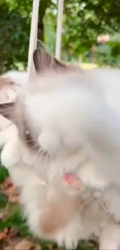 Fluffy white cats playing outdoors amid greenery.