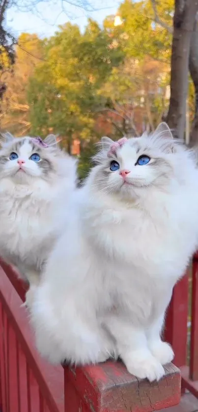 Two fluffy cats sitting on a wooden fence with trees in the background.