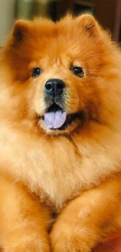 Adorable fluffy Chow Chow dog resting with serene expression.