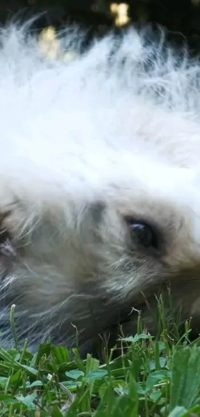 Fluffy dog lying in the grass, enjoying a peaceful moment.