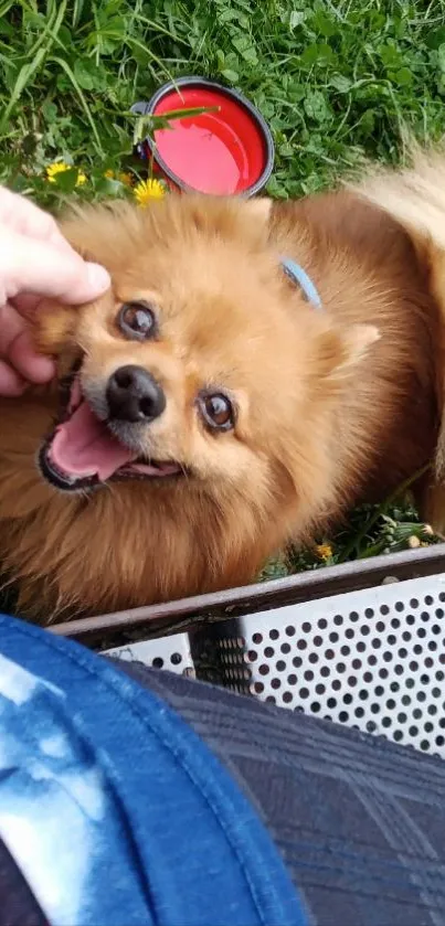 Fluffy dog enjoying the green meadow outdoors.