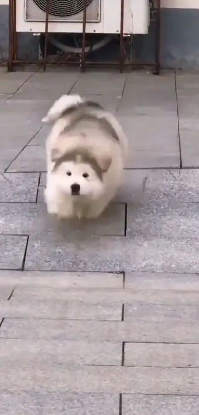 Fluffy dog running on stone pavement, full of joy.