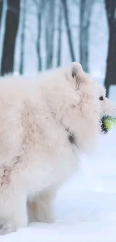 Fluffy white dog in snowy forest holding a ball.