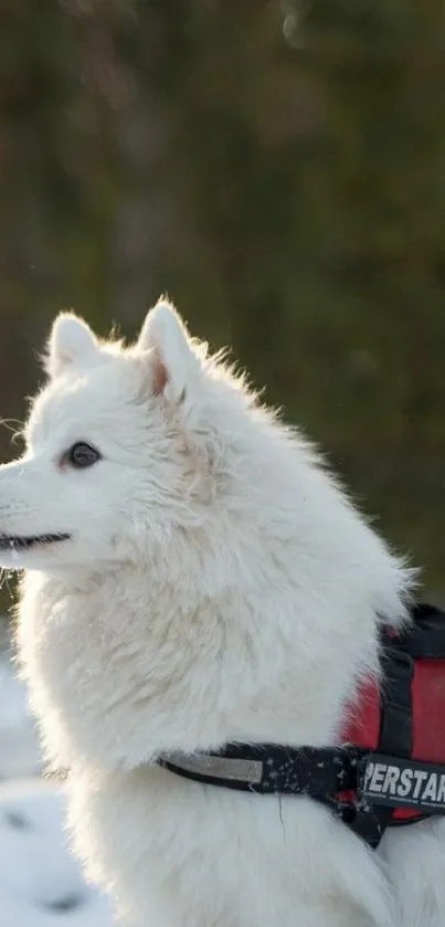 Fluffy white dog with red harness in snowy woodland.