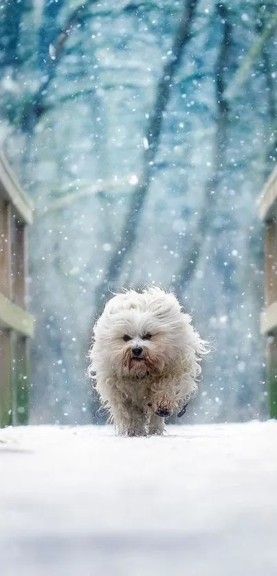 Fluffy dog walking on a snowy wooden path.