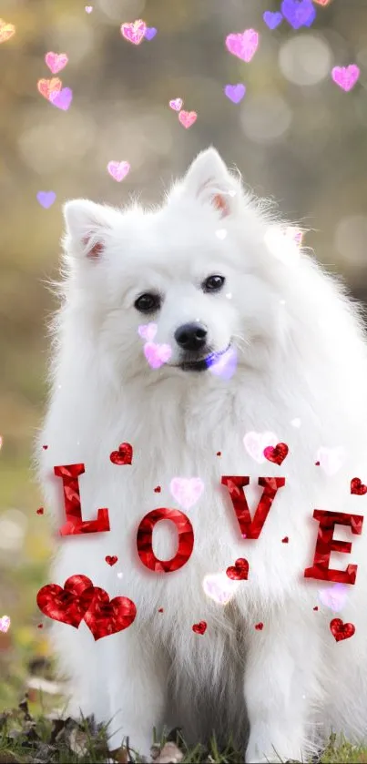 Fluffy white dog with love hearts wallpaper.