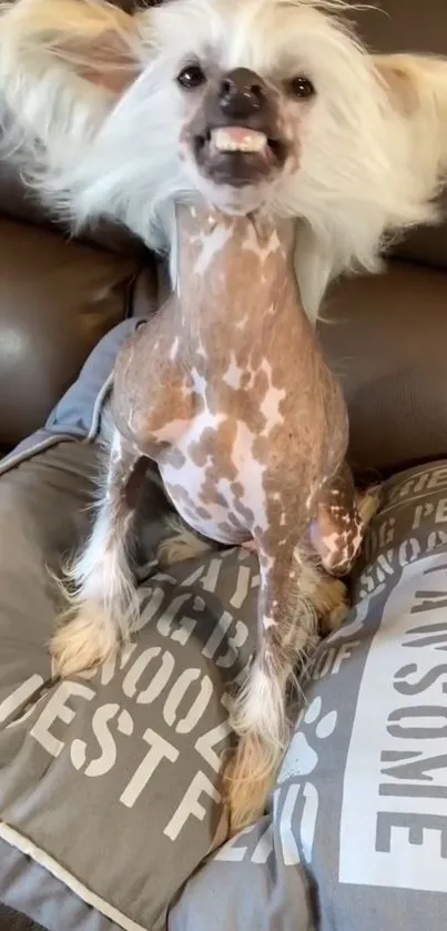 Fluffy dog sitting on a cozy gray pillow.