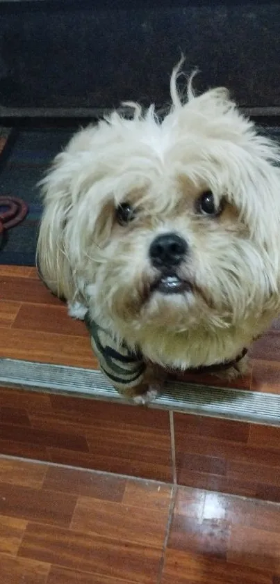 Fluffy dog with curious look on wooden floor.