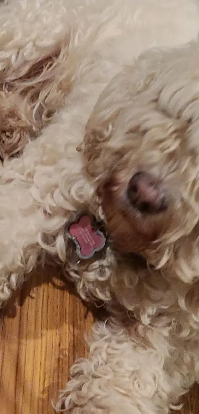 Fluffy dog with cream fur lying on wooden floor.