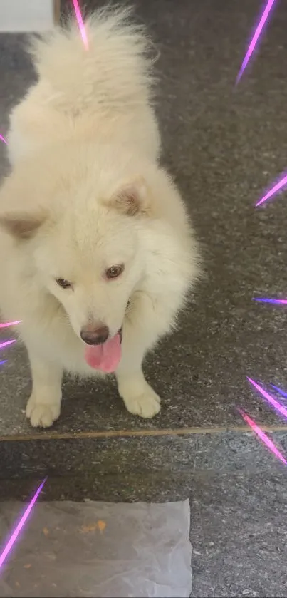 Fluffy white dog with pink accents on gray background.