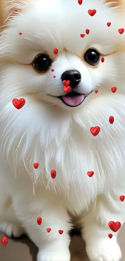 Fluffy white dog with red heart designs.