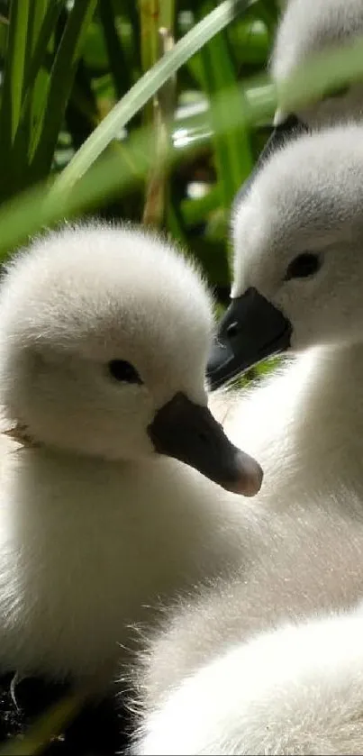 Two fluffy ducklings among green reeds.