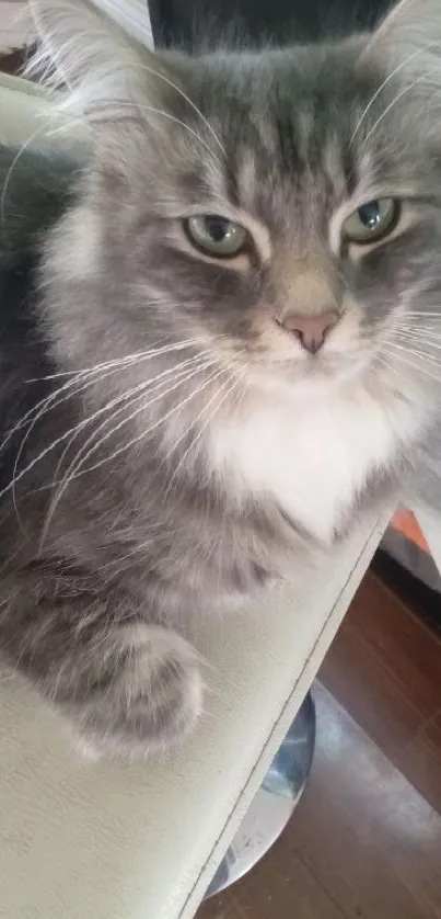 Fluffy gray cat sitting on a chair, exuding calmness.