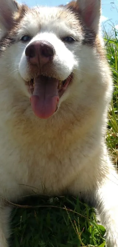 Happy husky dog lounging in sunny field.