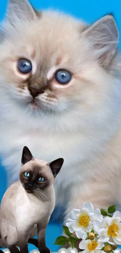 Adorable fluffy kitten and Siamese cat with blue background and flowers.