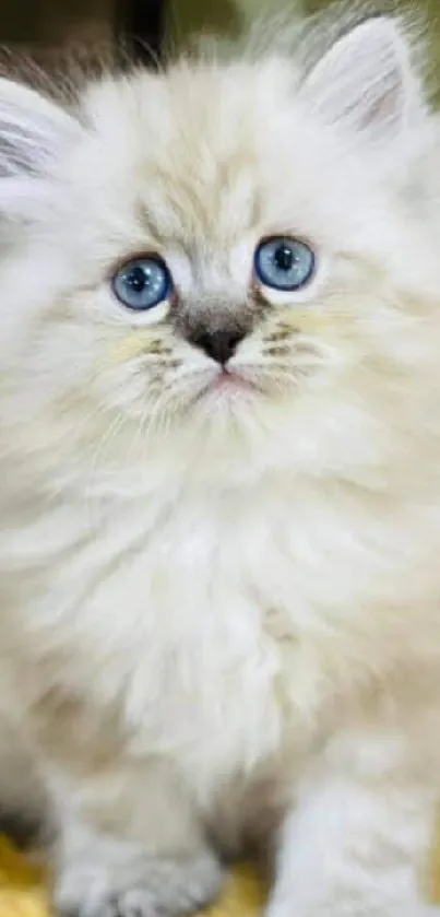 Fluffy kitten with blue eyes on beige background.