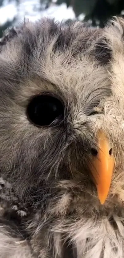 Close-up of a fluffy owl with expressive eyes.