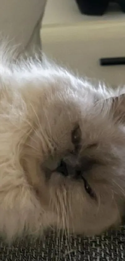 Close-up of a fluffy Persian cat with a serene expression.