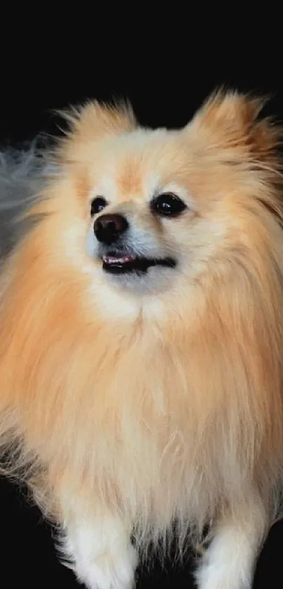 Adorable fluffy Pomeranian on a black background.