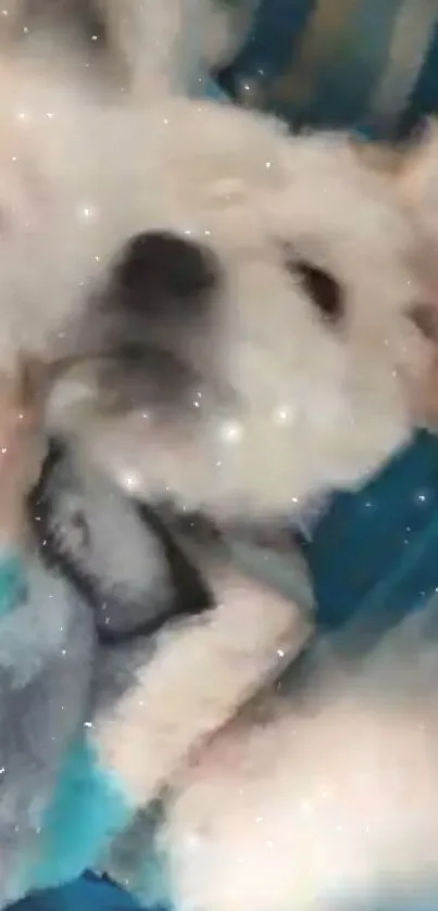 Fluffy white puppy on a cozy blue blanket with starry sparkles.