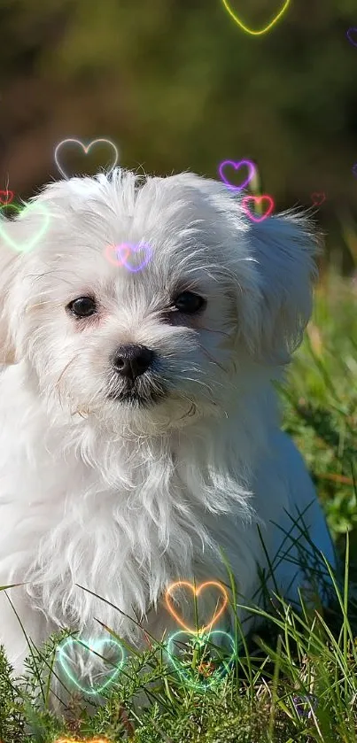 Fluffy white puppy resting on green grass in a lush field.