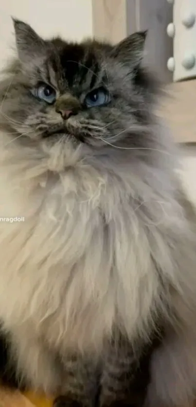 Fluffy ragdoll cat with blue eyes against a neutral background.