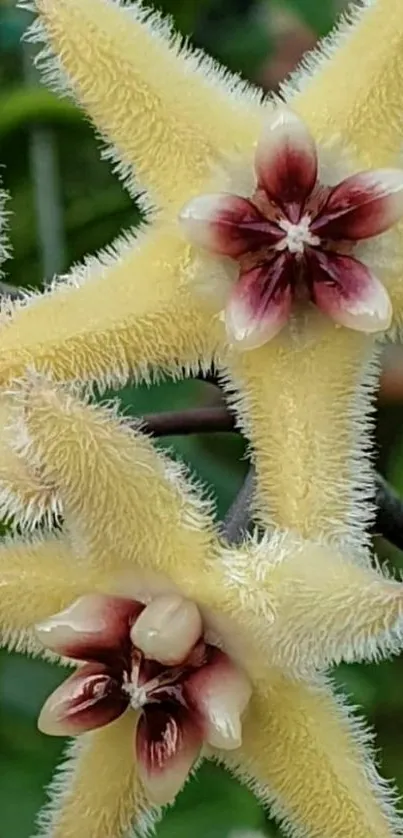 Fluffy star-shaped flowers with intricate details on mobile wallpaper.