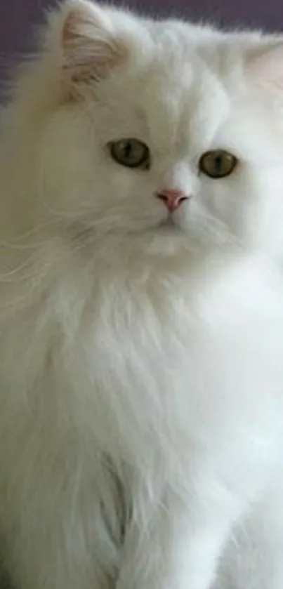 Fluffy white cat sitting gracefully.