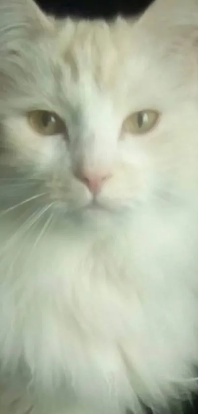 Majestic fluffy white cat, soft background.