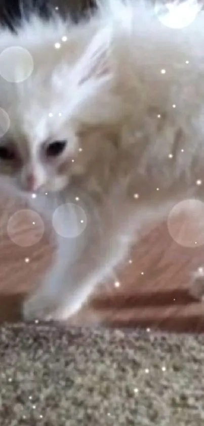 Fluffy white kitten standing on wooden floor, looking curious.