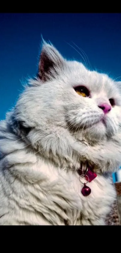 Fluffy white cat against a vivid blue sky.