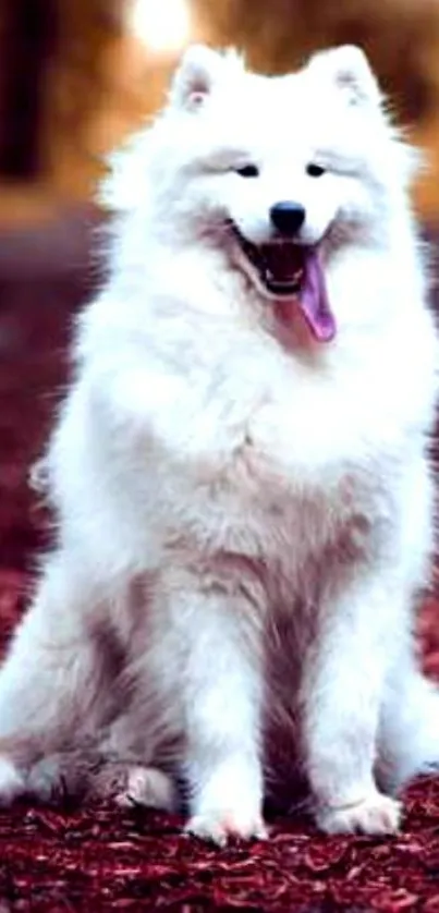 Fluffy white dog sitting on burgundy forest path.