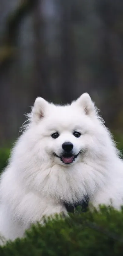 Fluffy white dog sitting in a lush forest setting.