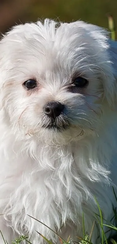 Fluffy white puppy sitting on grass in a cute mobile wallpaper.