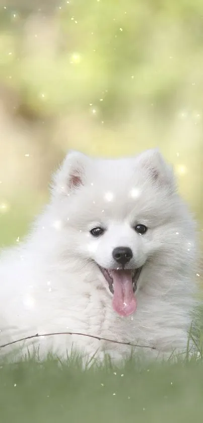 Fluffy white dog lying in lush green grass.