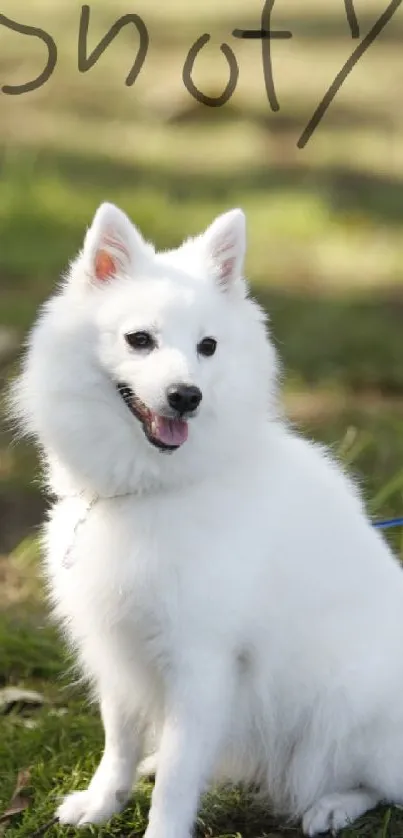Fluffy white dog sitting on green grass with a serene background.