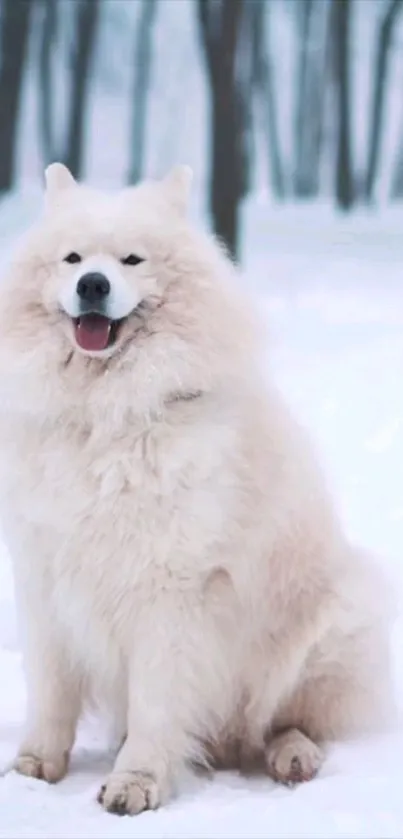 Fluffy white Samoyed dog sitting in a snowy forest.