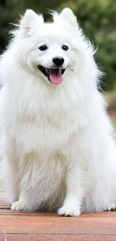 Fluffy white dog sitting on bench in nature.